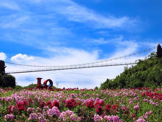 贵州百里杜鹃彝山花谷景区玻璃吊桥